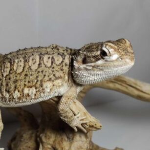 Agama karlowata