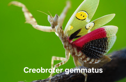 creobroter gemmatus