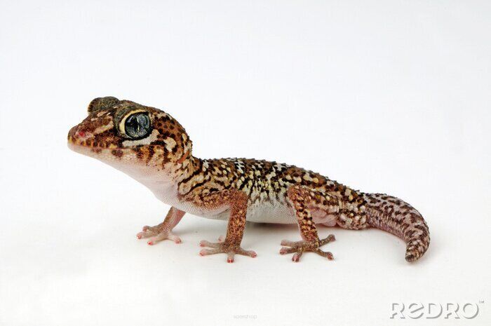 gekon madagaskarski