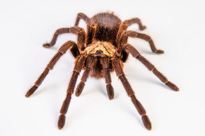 Phormictopus auratus