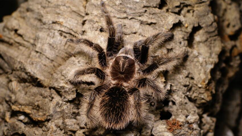 Tliltocatl albopilosus Nicaragua