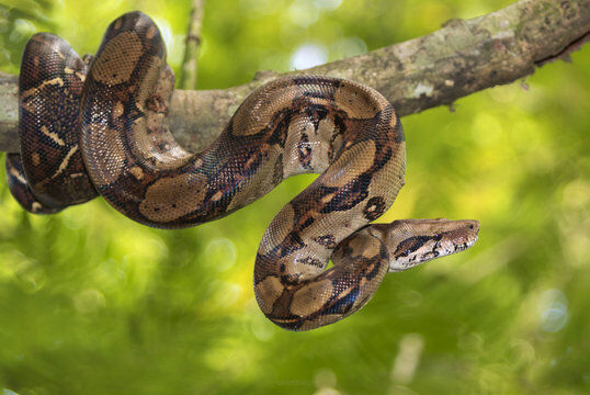 Boa Constrictor