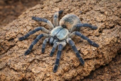 monocentrofus balfouri