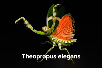 theopropus elegans