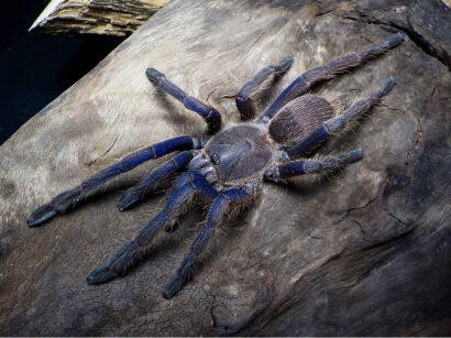 Chilobrachys sp. vietnam blue