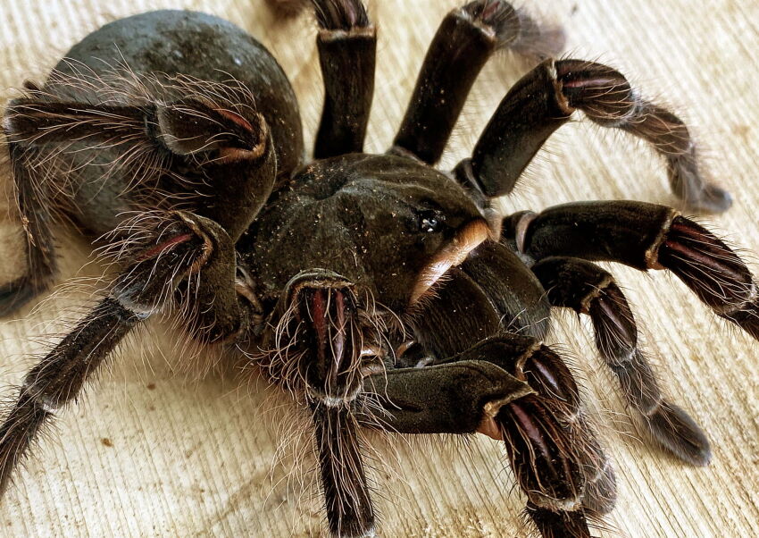 theraphosa blondi