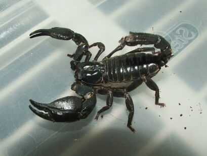 heterometrus spinifer