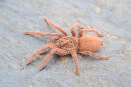 Neoholothele incei „gold”