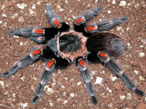 brachypelma auratum