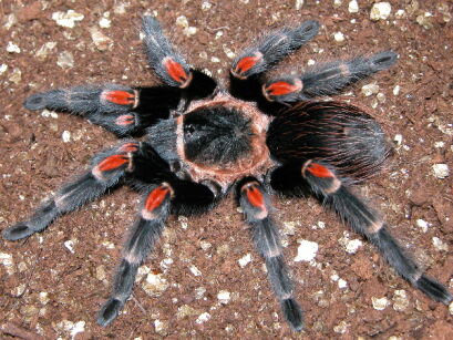 brachypelma auratum