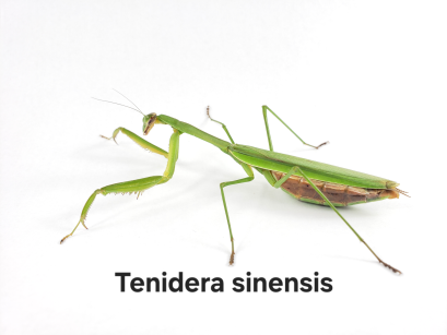 tenodera sinensis