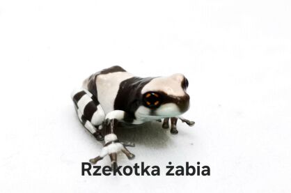 rzekotka zabia