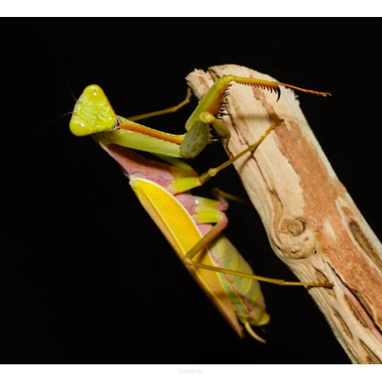 hierodula venosa gold