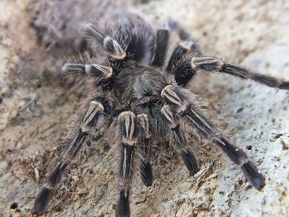 pulchripes grammostola