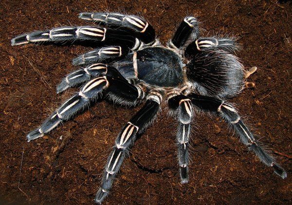 aphonopelma seemanni 5dc