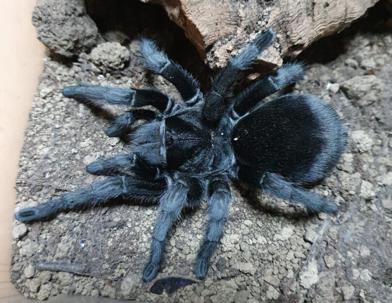 gramostola pulchra L3