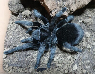 gramostola pulchra L3